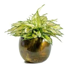 Aglaonema Kiwi - Chinese Evergreen -Plants Sale Store Aglaonema Kiwi Chinese Evergreen Ellen Metal Plant Pots Set of 3 Vintage Green