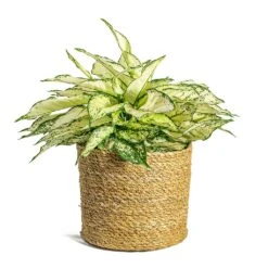 Aglaonema Kiwi - Chinese Evergreen -Plants Sale Store Aglaonema Kiwi Chinese Evergreen Stef Plant Baskets Set of 5 Natural