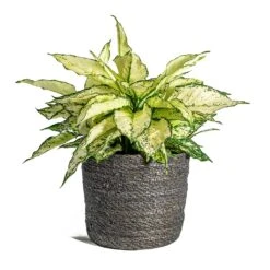 Aglaonema Kiwi - Chinese Evergreen -Plants Sale Store Aglaonema Kiwi Chinese Evergreen Stef Plant Baskets Set of 6 grey