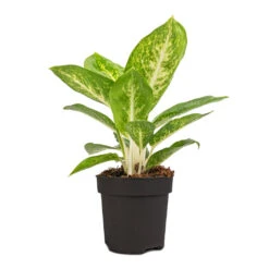 Aglaonema Lemon Mint - Chinese Evergreen -Plants Sale Store Aglaonema Lemon Mint 12cm