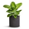 Aglaonema Lemon Mint - Chinese Evergreen 2 Aglaonema Lemon Mint - Chinese Evergreen -Plants Sale Store Aglaonema Lemon Mint 12cm Puk Plant Pot Black Washed 15x15cm