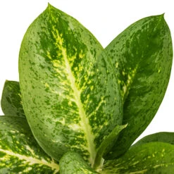 Aglaonema Lemon Mint - Chinese Evergreen -Plants Sale Store Aglaonema Lemon Mint SWATCH