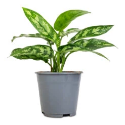 Aglaonema Maria - Chinese Evergreen -Plants Sale Store Aglaonema Maria Chinese Evergreen 14x30cm 2