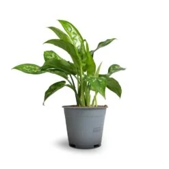 Aglaonema Maria - Chinese Evergreen -Plants Sale Store Aglaonema Maria Chinese Evergreen 14x30cm
