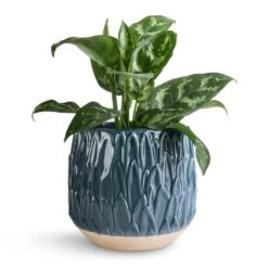 Arles Leaf Plant Pot - Teal -Plants Sale Store Aglaonema Maria Chinese Evergreen 14x30cm Arles Leaf Plant Pot Teal 17x17cm 643a6b17 5788 437a a90e d34410037c32