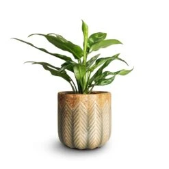Aglaonema Maria - Chinese Evergreen -Plants Sale Store Aglaonema Maria Chinese Evergreen 14x30cm Cecil Plant Pot Taupe 18x17cm emma