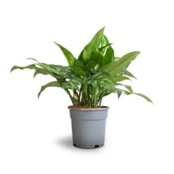 Aglaonema Maria - Chinese Evergreen -Plants Sale Store Aglaonema Maria Chinese Evergreen 17x50cm