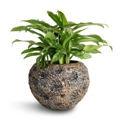 Luxe Lite Moon Globe Planter - Bronze -Plants Sale Store Aglaonema Maria Chinese Evergreen 17x50cm Luxe Lite Moon Globe Planter Bronze 28x20cm