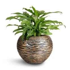 Luxe Lite Wrinkle Globe Planter - Bronze -Plants Sale Store Aglaonema Maria Chinese Evergreen 17x50cm Luxe Lite Wrinkle Globe Planter Bronze 28x20cm