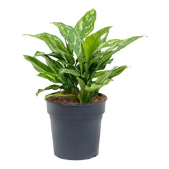 Aglaonema Maria - Chinese Evergreen -Plants Sale Store Aglaonema Maria Chinese Evergreen 19cm