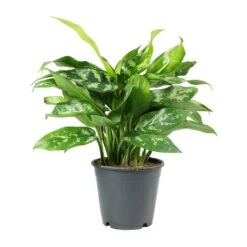 Aglaonema Maria - Chinese Evergreen -Plants Sale Store Aglaonema Maria Chinese Evergreen
