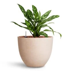 Aglaonema Maria - Chinese Evergreen - HydroCare -Plants Sale Store Aglaonema Maria Chinese Evergreen HydroCare Coral Refined Planter Natural White