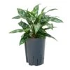 Aglaonema Maria - Chinese Evergreen - HydroCare -Plants Sale Store Aglaonema Maria Chinese Evergreen Hydroculture 15 19x30cm