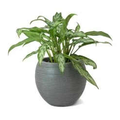 Abby Ball Plant Pot - Ridged Dark Grey -Plants Sale Store Aglaonema Maria Christina Chinese Evergreen Abby Ball Plant Pot Dark Grey b1d19f5c 4653 4e35 ab1f 840c290d3c8f