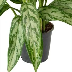 Aglaonema Silver Queen - Chinese Evergreen -Plants Sale Store Aglaonema Maria Christina Chinese Evergreen Leaves c04985fe 7cb4 4cfa 9b01 6687d27c6cd6