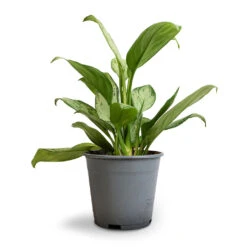 Aglaonema Silver Bay - Chinese Evergreen -Plants Sale Store Aglaonema Silver Bay Chinese Evergreen 14x45cm