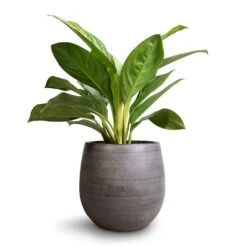 Esra Plant Pot - Mystic Grey -Plants Sale Store Aglaonema Silver Bay Chinese Evergreen 14x45cm Esra Plant Pot Mystic Grey 22x20cm 45ea2873 0e76 4197 9dd2 9d857bfce2e5