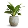 Aglaonema Silver Bay - Chinese Evergreen 2 Aglaonema Silver Bay - Chinese Evergreen -Plants Sale Store Aglaonema Silver Bay Chinese Evergreen 14x45cm Evi Plant Pot Antique Bronze 22x20cm