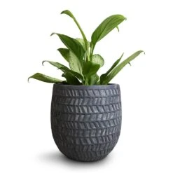 Aglaonema Silver Bay - Chinese Evergreen -Plants Sale Store Aglaonema Silver Bay Chinese Evergreen 14x45cm Kinza Planter Anthracite 20x20cm