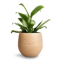 Aglaonema Silver Bay - Chinese Evergreen -Plants Sale Store Aglaonema Silver Bay Chinese Evergreen 14x45cm Ryan Plant Pot Sand Gold 18x16cm