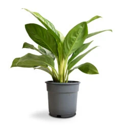 Aglaonema Silver Bay - Chinese Evergreen -Plants Sale Store Aglaonema Silver Bay Chinese Evergreen 17x55cm