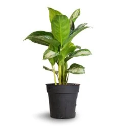 Aglaonema Silver Bay - Chinese Evergreen -Plants Sale Store Aglaonema Silver Bay Chinese Evergreen 24x65cm 1