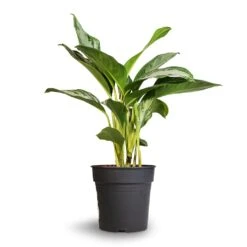 Aglaonema Silver Bay - Chinese Evergreen -Plants Sale Store Aglaonema Silver Bay Chinese Evergreen 24x65cm 2