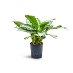 Aglaonema Silver Bay - Chinese Evergreen - HydroCare -Plants Sale Store Aglaonema Silver Bay Chinese Evergreen Hydroculture 18 19x45cm