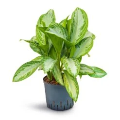 Aglaonema Silver Bay - Chinese Evergreen - HydroCare