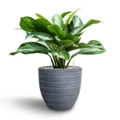 Aglaonema Silver Bay - Chinese Evergreen - HydroCare -Plants Sale Store Aglaonema Silver Bay Chinese Evergreen Hydroculture Angle Couple Plant Pot Grey
