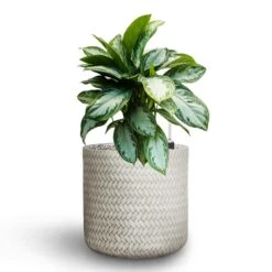 Aglaonema Silver Bay - Chinese Evergreen - HydroCare -Plants Sale Store Aglaonema Silver Bay Chinese Evergreen Hydroculture Angle Cylinder Plant Pot White