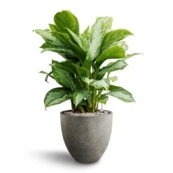 Aglaonema Silver Bay - Chinese Evergreen - HydroCare -Plants Sale Store Aglaonema Silver Bay Chinese Evergreen Hydroculture Grigio Egg Pot Planter Natural Concrete