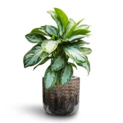Aglaonema Silver Bay - Chinese Evergreen - HydroCare -Plants Sale Store Aglaonema Silver Bay Chinese Evergreen Hydroculture Luxe Lite Comet Cylinder Planter Bronze 352ac862 fa47 4147 9c8a 3da69a793062