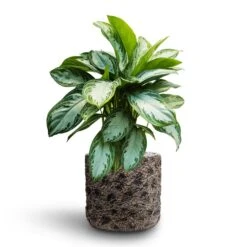 Luxe Lite Moon Cylinder Planter - Bronze -Plants Sale Store Aglaonema Silver Bay Chinese Evergreen Hydroculture Luxe Lite Moon Cylinder Planter Bronze 569d32ff 0e5f 4429 aaea b322edd7caff