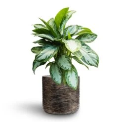 Luxe Lite Wrinkle Cylinder Planter - Bronze 26 Luxe Lite Wrinkle Cylinder Planter - Bronze -Plants Sale Store Aglaonema Silver Bay Chinese Evergreen Hydroculture Luxe Lite Wrinkle Cylinder Planter Bronze