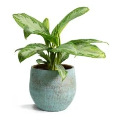 Aglaonema Silver Bay - Chinese Evergreen -Plants Sale Store Aglaonema Silver Bay Chinese Evergreen Ryan Plant Pot Blue Gold