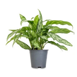 Aglaonema Silver Queen - Chinese Evergreen -Plants Sale Store Aglaonema Silver Queen Chinese Evergreen 14x40cm 2