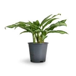 Aglaonema Silver Queen - Chinese Evergreen -Plants Sale Store Aglaonema Silver Queen Chinese Evergreen 14x40cm