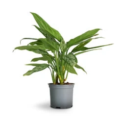 Aglaonema Silver Queen - Chinese Evergreen -Plants Sale Store Aglaonema Silver Queen Chinese Evergreen 17x60cm 1