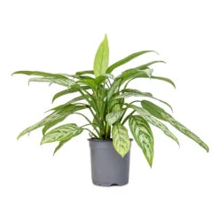 Aglaonema Silver Queen - Chinese Evergreen -Plants Sale Store Aglaonema Silver Queen Chinese Evergreen 17x60cm 2