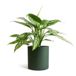 Aglaonema Silver Queen - Chinese Evergreen -Plants Sale Store Aglaonema Silver Queen Chinese Evergreen 17x60cm Puk Refined Planter Pine Green 20x20cm
