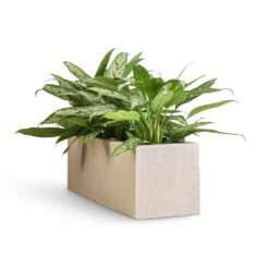 Aglaonema Silver Queen - Chinese Evergreen -Plants Sale Store Aglaonema Silver Queen Chinese Evergreen 17x60cm Raindrop Trough Planter Stone 70x23x23cm