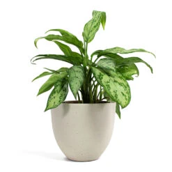 Coral Refined Planter - Natural White -Plants Sale Store Aglaonema Silver Queen Chinese Evergreen Coral Refined Planter Natural White