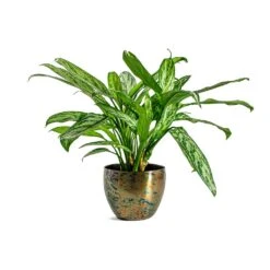 Aglaonema Silver Queen - Chinese Evergreen -Plants Sale Store Aglaonema Silver Queen Chinese Evergreen Kian Metal Plant Pots Set of 3 Sky Burn