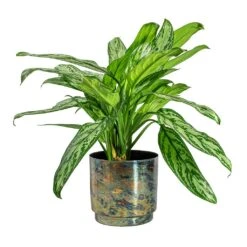 Aglaonema Silver Queen - Chinese Evergreen -Plants Sale Store Aglaonema Silver Queen Chinese Evergreen Minou Metal Plant Pots Set of 3 Copper Black 2270f6d5 85b6 47c5 aa39 f3c9be0ac8a5