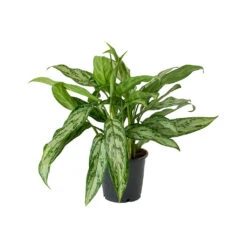 Aglaonema Silver Queen - Chinese Evergreen -Plants Sale Store Aglaonema Silver Queen Chinese Evergreen Small