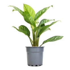 Aglaonema Stripes - Chinese Evergreen -Plants Sale Store Aglaonema Stripes Chinese Evergreen 17x55cm