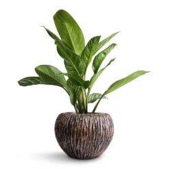 Aglaonema Stripes - Chinese Evergreen -Plants Sale Store Aglaonema Stripes Chinese Evergreen 17x55cm Luxe Lite Waterfall Globe Planter Bronze 28x20cm 68daeea9 fd5d 4454 a074 917f01c32d8d