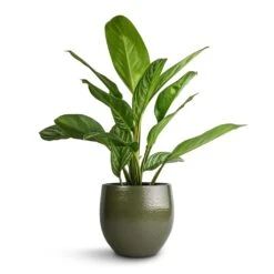 Aglaonema Stripes - Chinese Evergreen -Plants Sale Store Aglaonema Stripes Chinese Evergreen 17x55cm Zembla Plant Pot Green 22x20cm