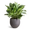 Aglaonema Stripes - Chinese Evergreen -Plants Sale Store Aglaonema Stripes Chinese Evergreen 30x80cm Mini Orb Kevan Plant Pot Black Washed 39x35cm